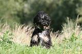 TERRIER DU TIBET 126